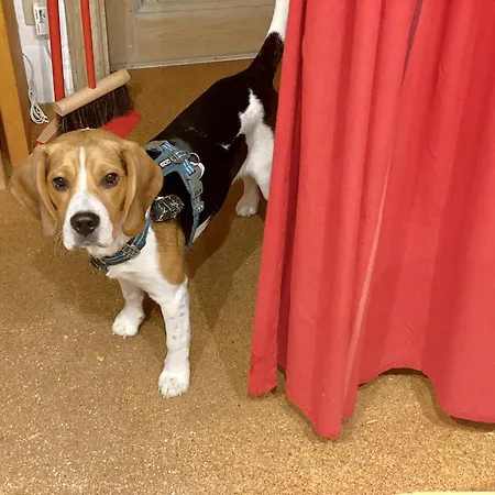 منزل للإقامة Privee Non Verrouillee Dans Un Partage - Avec Chien ستراسبورغ